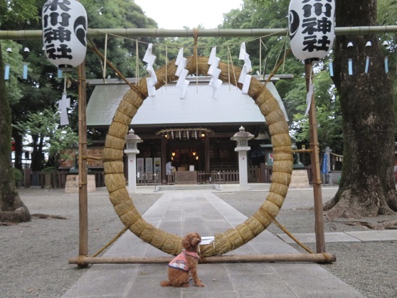 氷川神社茅の輪